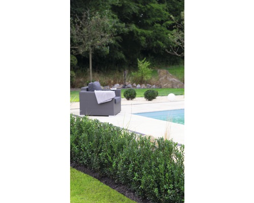 Garten mit Buchsbaumhecke, Liegestuhl und Pool