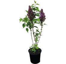 Blühender Flieder im Topf für den Garten oder Balkon.