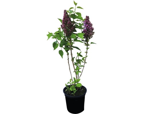 Blühender Flieder im Topf für den Garten oder Balkon.
