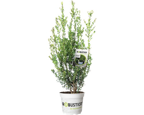 Buchsbaum-Alternative FloraSelf Ilex crenata 'Robustico' H 60-80 cm im 7,5 Liter Topf ab 4 Stück auf Palette