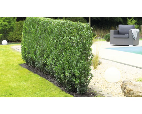 Gepflegte grüne Hecke im Garten