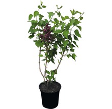 Edelflieder 'Sensation', 40 - 60 cm
