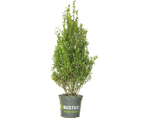 Buchsbaum-Alternative FloraSelf Ilex crenata 'Robustico' H 80-100 cm im 10 Liter Topf ab 4 Stück auf Palette