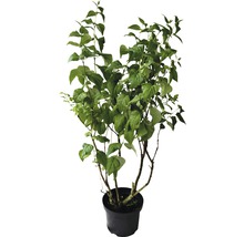 Edelflieder 'Mme Lemoine', 60 - 80 cm