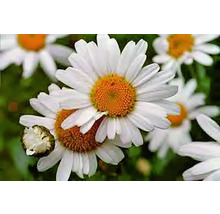 Nahaufnahme von Margeritenblüten