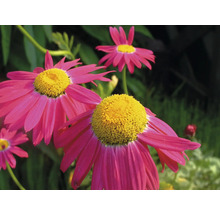 Nahaufnahme von gefüllten Margeriten mit gelben Blütenkörben und roten Blütenblättern