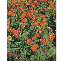 Geum Pflanzen mit orangen Blüten