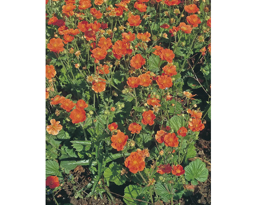 Geum Pflanzen mit orangen Blüten