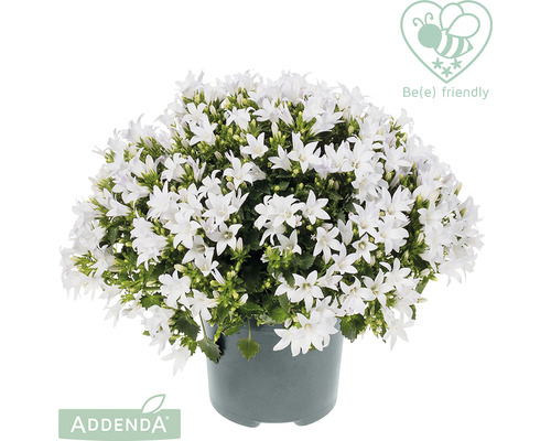 Glockenblume FloraSelf® Campanula addenda 'White Star' Ø 12 cm