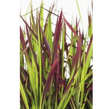 Ziergras mit grünen und roten Blättern