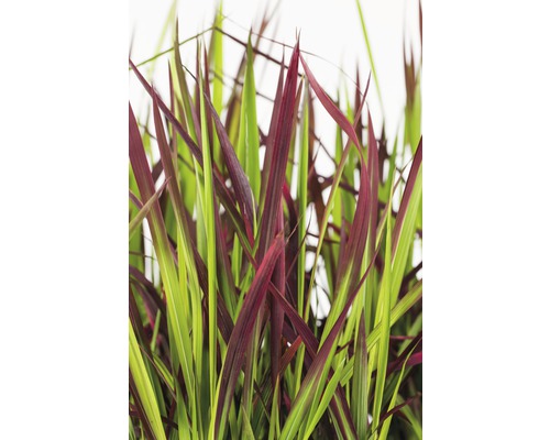 Ziergras mit grünen und roten Blättern