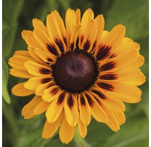 Nahaufnahme einer Rudbeckia Blüte