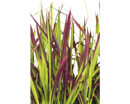 Japanisches Blutgras FloraSelf Imperata cylindrica var.koenig.‘Red Baron‘ H 5-15 cm T 14 cm