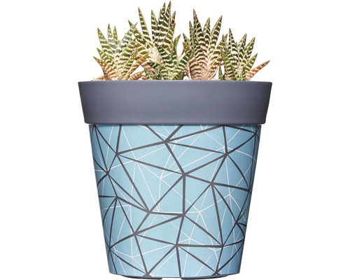 Zebra-Haworthie in einem blauen Übertopf mit geometrischem Muster