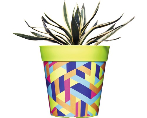 Zimmerpflanze in einem Topf mit geometrischem Muster