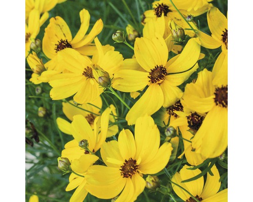 Gelbe Coreopsis-Blüten im Detail