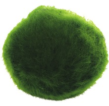 Moosball für Aquarien