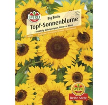 Samenpackung Topf-Sonnenblume Big Smile von Sperli