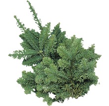 Zweig einer Edeltanne