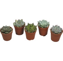 Fünf Sukkulenten in Töpfen