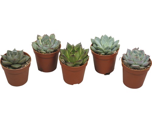 Fünf Sukkulenten in Töpfen