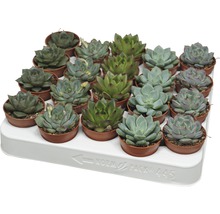 Tablett mit Sukkulenten in Töpfen