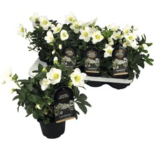 Christrose ''Winter Princess Christmas Darling'' im Topf und auf einem Tray