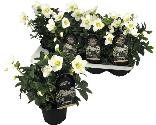 Christrose FloraSelf Helleborus niger 'Christmas Darling' Ø 13 cm Topf Christrose ''Winter Princess Christmas Darling'' im Topf und auf einem Tray