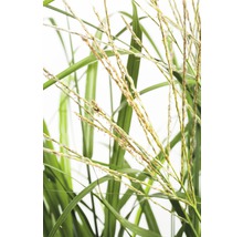 Detailaufnahme von Ziergras mit langen Halmen und Blütenständen