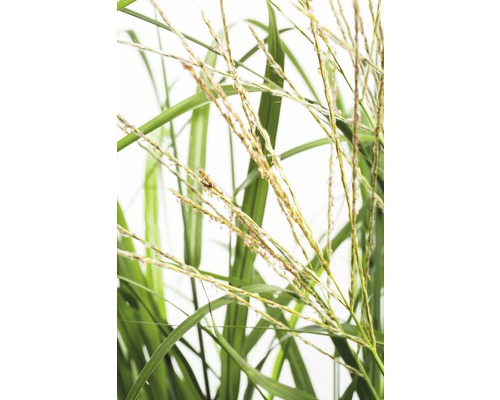 Chinaschilf Miscanthus sinensis 'Korea' Co 6 L Detailaufnahme von Ziergras mit langen Halmen und Blütenständen