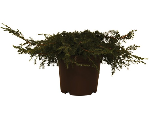 Kriechwacholder in einem Topf