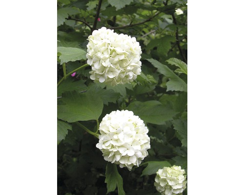 Gefüllter Schneeball, Echter Schneeball Viburnum opulus 'Roseum' H 80-100 cm Co 10 L Blütenstände des Schneeballs im Garten