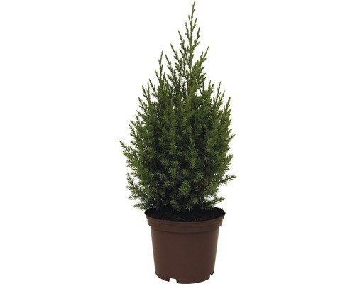 Kegelwacholder, 20 - 30 cm Wacholderbaum im Topf