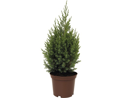 Wacholderpflanze in einem Topf