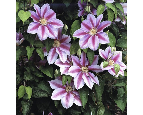 Großblumige Waldrebe FloraSelf Clematis Hybride' Nelly Moser' H 50-70 cm Co 2,3 L Blüten der Waldrebe mit Blättern