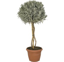 Lavendelbusch im Topf