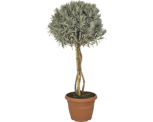 Lavendelbusch im Topf