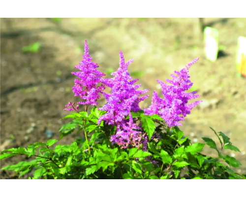 Astilbe Pflanze mit violetten Blüten und grünen Blättern