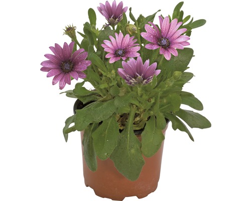 Osteospermum Pflanze im Topf mit violetten Blüten