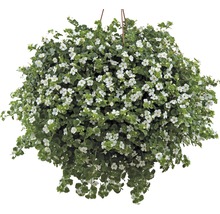 Hängepflanze mit weißen Blüten