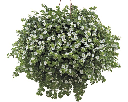 Schneeflockenblume FloraSelf Sutera cordata Ø 10,5 cm