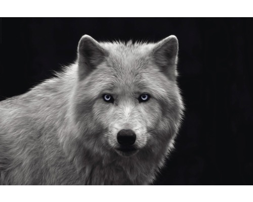 Poster White Wolf - Blue Eyes 61x91,5 cm