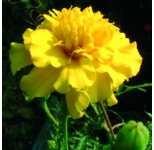 Gelbe Studentenblume im Garten