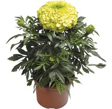 Tagetes in einem Topf