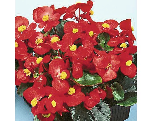 Eisbegonie FloraSelf® Begonia semperflorens Ø 9 cm