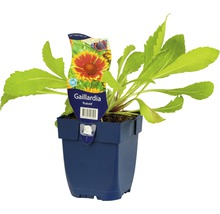 Großblumige Kokardenblume FloraSelf Gaillardia x grandiflora 'Kobold' H 5-20 cm Co 0,5 L