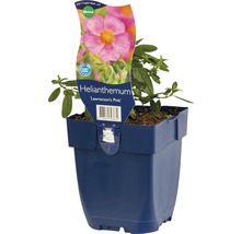 Sonnenröschen ''Lawrenson''s Pink'' im Topf