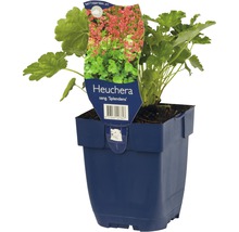 Heuchera im Topf
