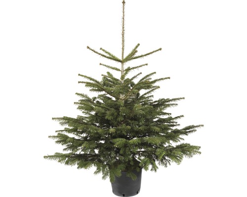 Nordmanntanne 125 - 150 cm, getopfter Weihnachtsbaum Nordmanntanne im Topf