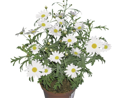 Vilmorin Chrysanthemum Grande Margerite – Weiße Gänseblümchen, 90 X 2 X 160 Cm